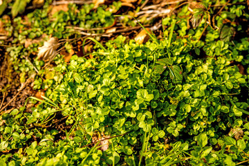 Watercress, fresh eatable herb and medicinal plant in spring