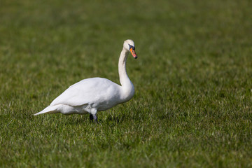 one white mute swan (cygnus olor) bird standing in green meadow