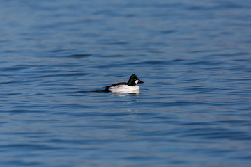 Fototapeta premium male goldeneye duck (bucephala clangula) swimming in water