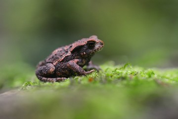 frog