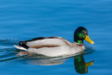 male mallard duck (anas platyrhynchos) mirrored in blue water