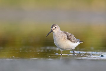 Curlew Sandpiper