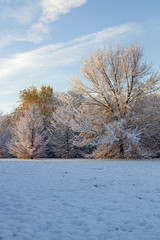 Cinisello Balsamo, snow-covered trees in the Grugnotorto park