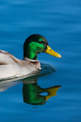 portrait male mallard duck (anas platyrhynchos) reflected in blue water