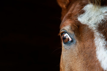 Eye of the horse close-up