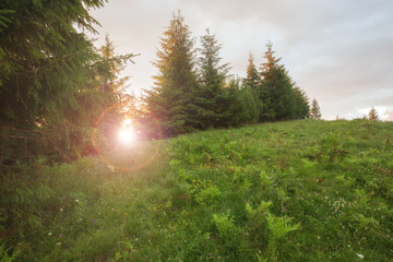 Fototapeta na wymiar Sunny beams in forest