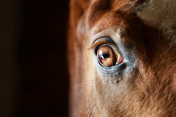Eye of the horse close-up