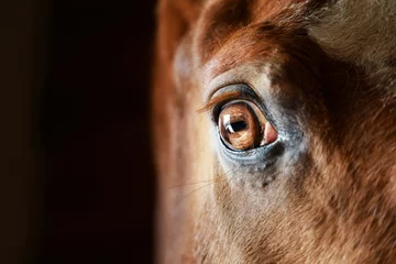 Gardinen Eye of the horse close-up © castenoid