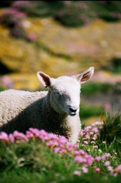 羊　子羊