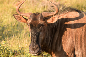 Brindle Gnu portrait in the early morning glow