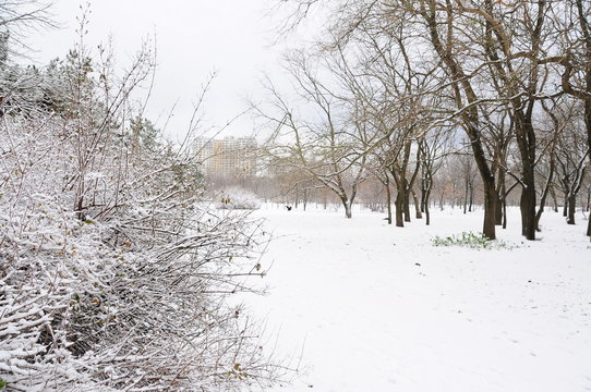 Park near the residential city district. Snow-covered trees and avenues.
