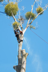 Baumfäller sägt in schwindelerregender Höhe den Ast eines Baumes ab