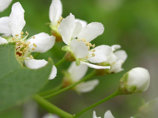 close-up blooming apple tree branch