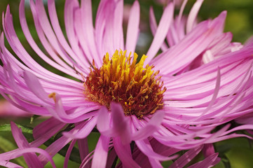 New England aster (Symphyotrichum novae-angliae). Known also as  Michaelmas Daisy. Another...