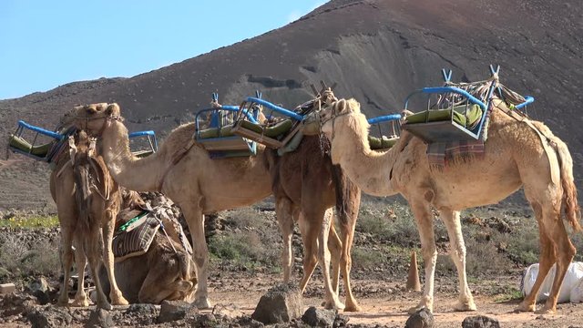 Kamele, Dromedare, Lastentr&auml;ger, Fuerteventura, Vulkanlandschaft, Tourismus, Kanaren, 4K