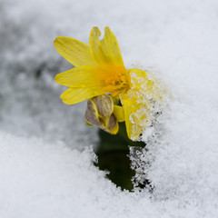Winter aconite (Eranthis hyemalis) flowering through snow