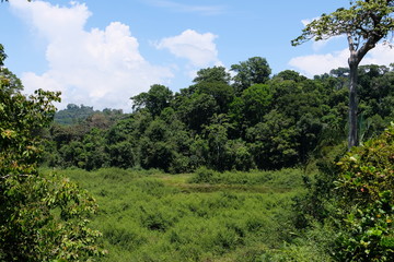 Obraz premium Tropical jungle