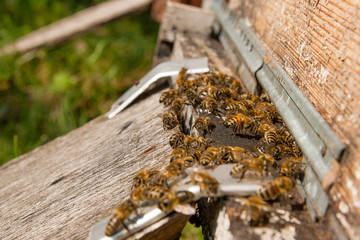 Plenty of bees at the entrance of beehive in apiary.