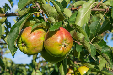 Shiny delicious apples hanging from a tree branch in an apple orchard.