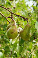 Shiny delicious pears hanging from a tree branch in the orchard..