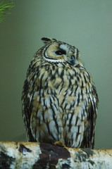 owl