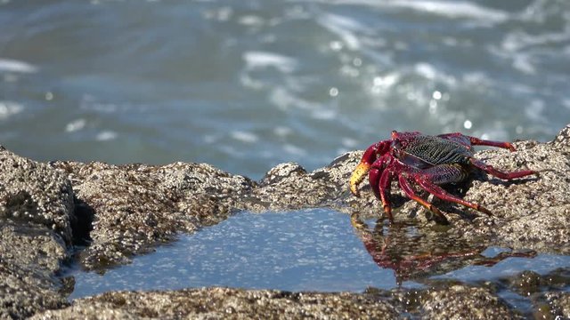 Klippenkrabbe, Krabbe, Atlantik, Fels, K&uuml;ste, Strand, Meer, Atlantik, Fuerteventura, 