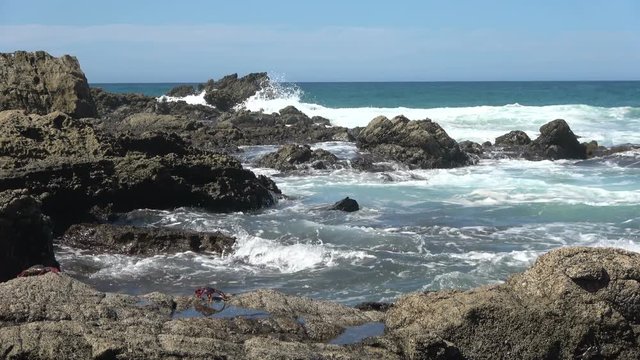 Klippenkrabbe, Krabbe, Atlantik, Fels, K&uuml;ste, Strand, Meer, Atlantik, Fuerteventura, 