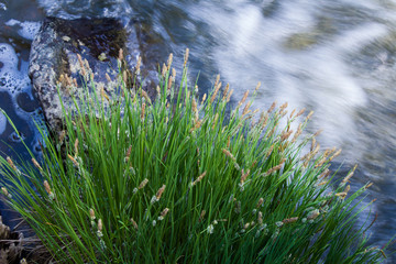 grass near the water