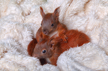 junges Eichhörnchen