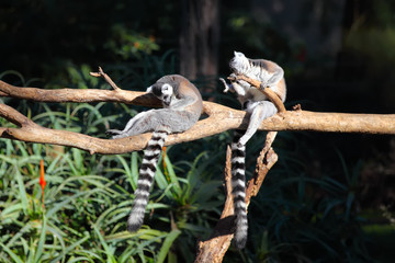 Two Tailed lemurs  (Lemur catta) sitting on a branch