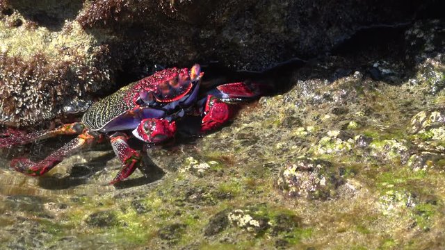 Klippenkrabbe, Krabbe, Plagusia depresse, Atlantik, Fels, K&uuml;ste, Strand, Meer, Atlantik, Fuerteventura, 