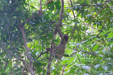 Sloth sitting in a tree in Costa Rica