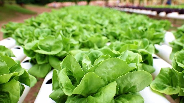 Growing butter-lettuce on a farm. Rows of green salad with irrigation system.