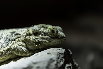 bearded dragon