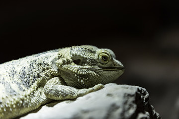 bearded dragon