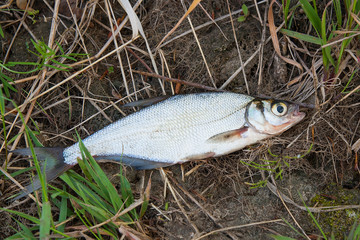 Single freshwater fish zope or the blue bream on black fishing net..