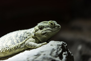 bearded dragon