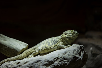 bearded dragon