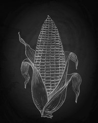 Hand drawn pencil corn on chalkboard background © darkbird