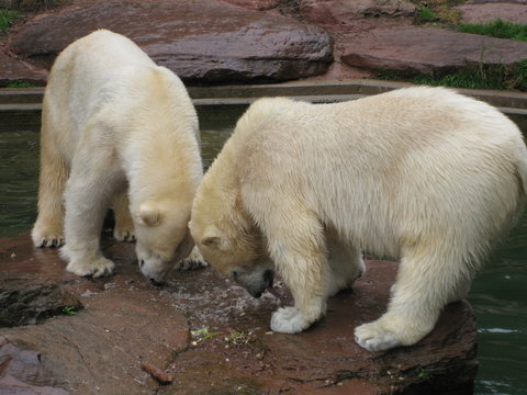 Zwei Eisbären