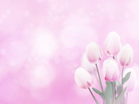 Pale pink tulip flowers bouquet background