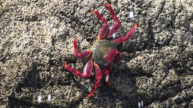 Klippenkrabbe, Krabbe, Plagusia depresse, Atlantik, Fels, K&uuml;ste, Strand, Meer, Atlantik, Fuerteventura, 