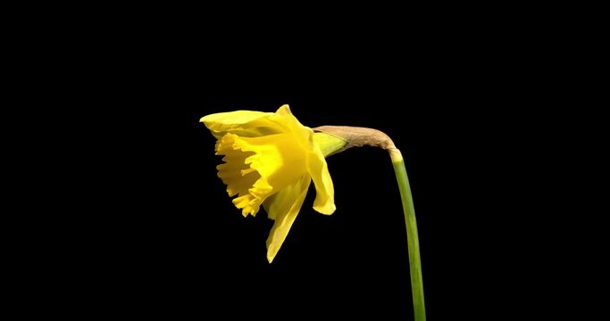 Beautiful yellow spring daffodil time-lapse on black background