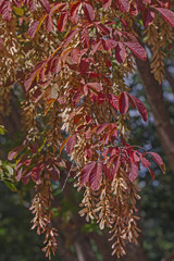 Henry's maple foliage and seeds in fall