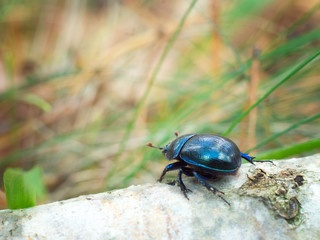 black in to the forest