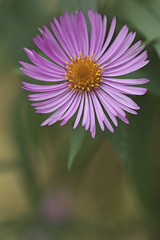 Obraz premium New England aster (Symphyotrichum novae-angliae). Known also as Michaelmas Daisy. Another scientific name is Aster novae-angliae.