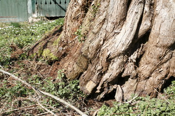 Alter knorriger Baum durch den sich ein kleiner Bach seinen Weg gebahnt hat