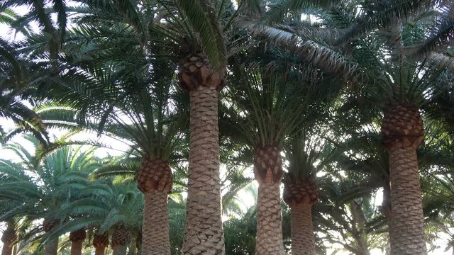Kanarische Dattelpalme, Phoenix canariensis, Wind, Fuerteventura, Dattelbaum, 4K