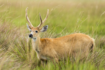 Naklejka na ściany i meble Male Marsh Deer (Blastocerus dichotomus)