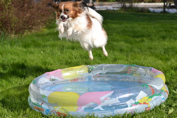 Dog jumping over pool